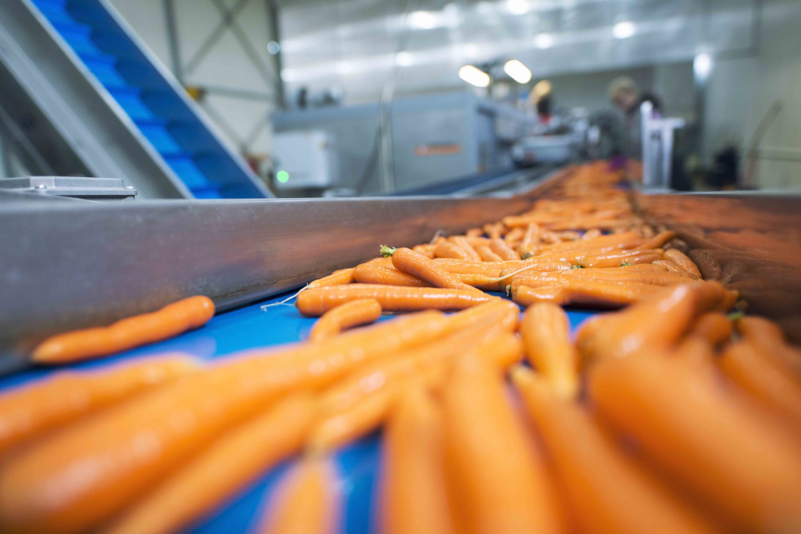 Légumes frais transportés sur un tapis roulant dans une usine de transformation alimentaire. Machines automatisées traitant des légumes biologiques dans une usine.